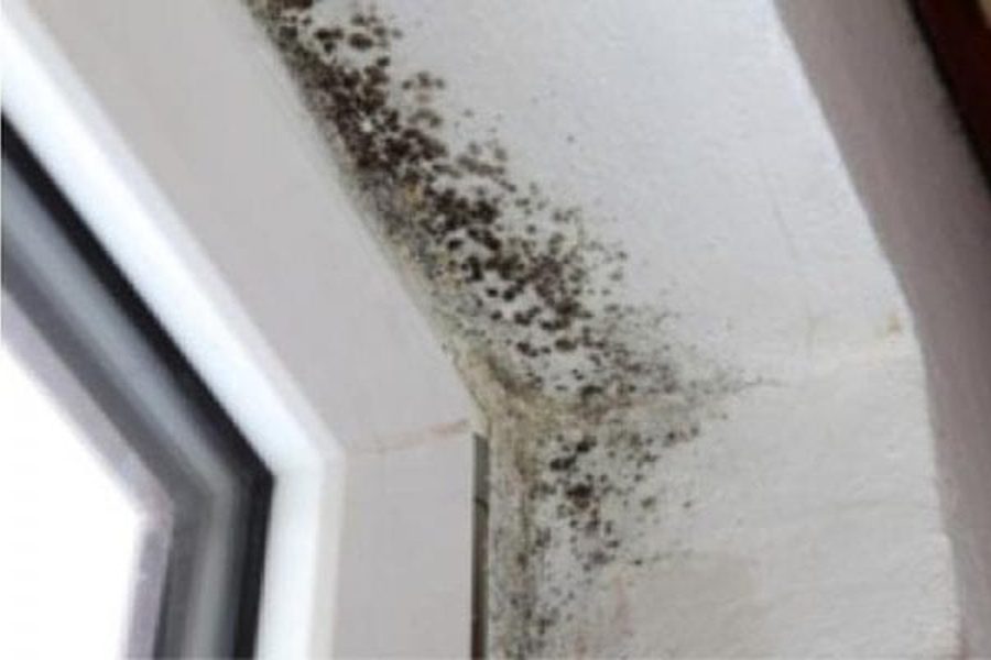Mold Cleanup Support