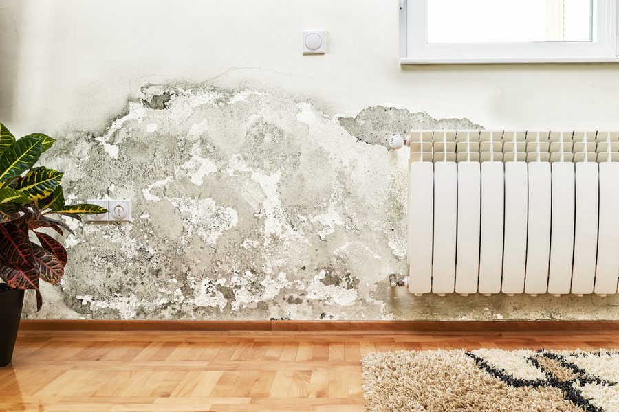 Mold growth on apartment wall behind radiator